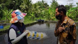 Gandeng UGM, PLN Dukung Budidaya Ikan Wader dengan Kincir Angin Listrik